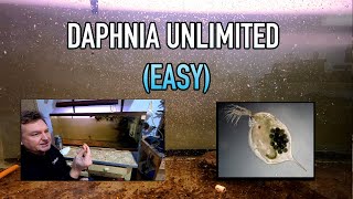 How I Raise Daphnia Water Fleas And You Can Too [upl. by Davenport]