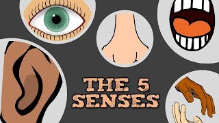 THE 5 SENSES catchy song for kids about quotsee hear smell taste touchquot [upl. by Bar637]