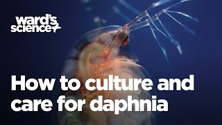 Caring and Culturing for Daphnia [upl. by Einahpehs]