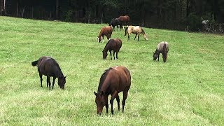 FoxPipe Farm  Hay and Pastures for Horses [upl. by Simona]