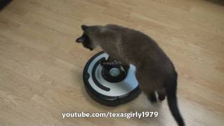 Cat shows HOW TO use iRobot Roomba Vacuum [upl. by Retxab311]