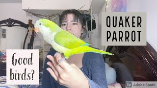 Guide to owning a Quaker ParrotMonk Parakeet What its like [upl. by Manlove]