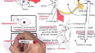 Anatomy  Eye Overview [upl. by Ihtac]