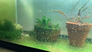 Daphnia Culturing Snails or no snails [upl. by Enella805]