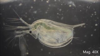 Daphnia magna under the Microscope [upl. by Sarilda889]