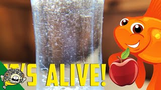 How to culture Vinegar Eels The EASY Way Live Fish Food [upl. by Rabkin]