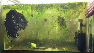 Scuds Daphnia Cherry Shrimp Copepods My aquatic food culture [upl. by Rives703]