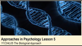 ALevel Psychology AQA Approaches in Psychology  The Biological Approach [upl. by Bruner]