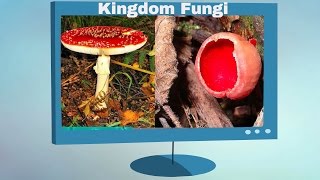 Kingdom Fungi Characteristics [upl. by Abdella]