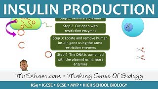 Insulin Production  GM Bacteria  GCSE Biology 91 [upl. by Nageem]