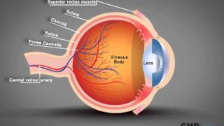 Human Eye Structure Eye Anatomy Explained [upl. by Ashti]