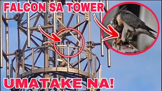 EP611  FALCON SA TOWER ANO ANG UNANG BIKTIMA [upl. by Eznyl]