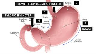 Acute Gastritis Stomach Inflammation  Causes Signs amp Symptoms Diagnosis Treatment [upl. by Georges642]