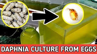 HOW TO HATCH DAPHNIA EGGS  HOW TO CULTURE DAPHNIA [upl. by Aneda814]