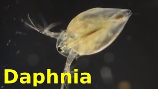 Daphnia [upl. by Kotto441]