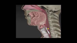 The ABCs of videofluoroscopy of swallowing [upl. by Frere]