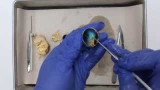 Sheep Eyeball Dissection [upl. by Josias]