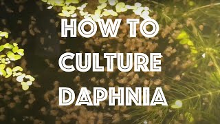 How To Culture Daphnia Magna [upl. by Letnuahs831]