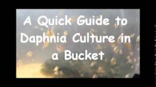 How to culture daphnia outside [upl. by Dnilasor201]