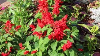 How to Grow Salvias from Seed [upl. by Orabla]