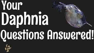 Daphnia Questions Answered [upl. by Attelrahs362]