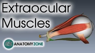 Extraocular Muscles  Eye Anatomy [upl. by Bocyaj850]