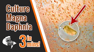 How to culture DAPHNIA MAGNA  The easy way [upl. by Brice]