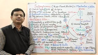 Diabetes Mellitus Part10 Mechanism of Action of Sulfonylurease  Antidiabetic Drugs  Diabetes [upl. by Kreg635]