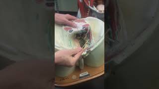 Watch what is found as this dogs intestine is opened [upl. by Rednav]