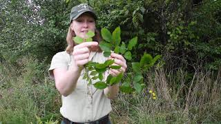 Invasive Plants of MidMissouri  Lauren Pile [upl. by Azpurua798]