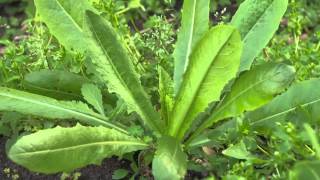 The Garden Gurus  Edible Weeds [upl. by Woodruff]