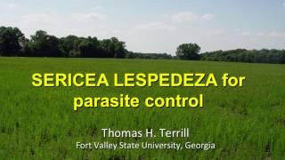 SERICEA LESPEDEZA for parasite controlTom Terrill [upl. by Gabel484]