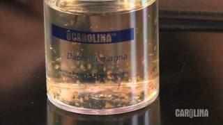 How to Care for Daphnia [upl. by Tybie598]