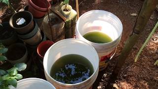 How to grow Green Water Algae [upl. by Robbie]