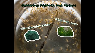 How To Culture Daphnia and Moinas using Green Water Spirulina powder [upl. by Mashe457]