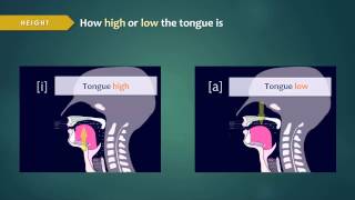 Introduction to Articulatory Phonetics Vowels [upl. by Maureen618]