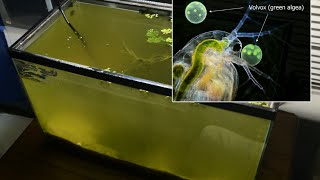 Raising Daphnia for the Freshwater Aquarium [upl. by Baily]