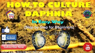 HOW TO CULTURE DAPHNIA In Easy Way [upl. by Letty]